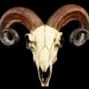 Totenkopf - Widder Schädel -Figurenmodell Geschäft 12404 0 rams skull 1280x1280