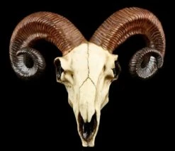 Totenkopf - Widder Schädel