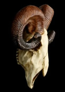 Totenkopf - Widder Schädel -Figurenmodell Geschäft 12404 3 rams skull 3 1280x1280