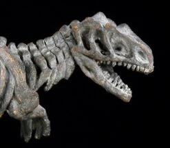 Dinosaurier Figur - Kleines Tyrannosaurus Rex Skelett -Figurenmodell Geschäft 12676 7 dinosaurier t rex 7 1280x1280