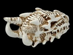 Alchemy Drachen Schädel - Klein -Figurenmodell Geschäft 2D FS21902 Alchemy Drachen Schaedel klein 5 1280x1280