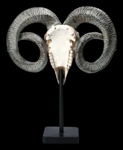 Widder Totenkopf - Verziert Mit Ständer -Figurenmodell Geschäft 2D FS23527 Widder Totenkopf mit Verzeirungen und St nder 3 1280x1280