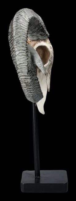 Widder Totenkopf - Verziert Mit Ständer -Figurenmodell Geschäft 2D FS23527 Widder Totenkopf mit Verzeirungen und St nder 4 1280x1280