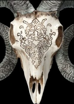 Widder Totenkopf - Verziert Mit Ständer -Figurenmodell Geschäft 2D FS23527 Widder Totenkopf mit Verzeirungen und St nder 8 1280x1280