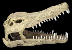 Aquarium Figur - Krokodilkopf L 12 Aquarium Figur - Krokodilkopf L -Figurenmodell Geschäft 2D FS24145 Aquarium Figur Krokodilkopf L 1Ce75paaQhnhIU 1280x1280