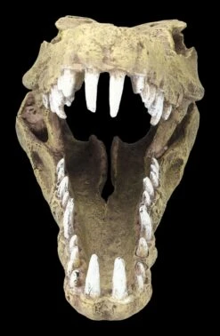 Aquarium Figur - Krokodilkopf L 11 Aquarium Figur - Krokodilkopf L -Figurenmodell Geschäft 2D FS24145 Aquarium Figur Krokodilkopf L 2pekL4vLUNxWc0 1280x1280