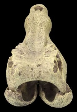 Aquarium Figur - Krokodilkopf L 13 Aquarium Figur - Krokodilkopf L -Figurenmodell Geschäft 2D FS24145 Aquarium Figur Krokodilkopf L 4RxU3BBHyPndEK 1280x1280