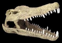 Aquarium Figur - Krokodilkopf L