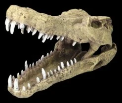 Aquarium Figur - Krokodilkopf L 10 Aquarium Figur - Krokodilkopf L -Figurenmodell Geschäft 2D FS24145 Aquarium Figur Krokodilkopf L 7zL1HYtFr2UPLe 1280x1280