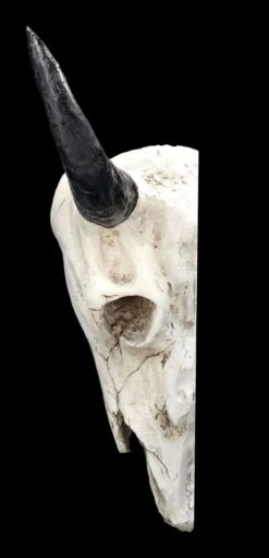 Wanddeko - Bison Totenkopf -Figurenmodell Geschäft 2D FS24383 Wanddeko Bison Totenkopf 13 1280x1280