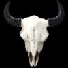 Wanddeko - Bison Totenkopf