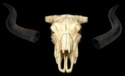 Wandrelief Totenkopf - Longhorn Rinderschädel 17 Wandrelief Totenkopf - Longhorn Rinderschädel -Figurenmodell Geschäft 2D FS25104 Wandrelief Totenkopf Langhorn Rindersch del 11 1280x1280