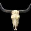 Wandrelief Totenkopf - Longhorn Rinderschädel 1 Wandrelief Totenkopf - Longhorn Rinderschädel -Figurenmodell Geschäft 2D FS25104 Wandrelief Totenkopf Langhorn Rindersch del 1a Kopie 1280x1280