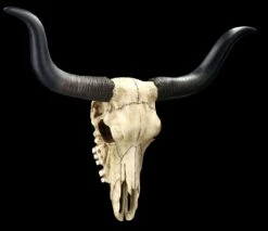 Wandrelief Totenkopf - Longhorn Rinderschädel 12 Wandrelief Totenkopf - Longhorn Rinderschädel -Figurenmodell Geschäft 2D FS25104 Wandrelief Totenkopf Langhorn Rindersch del 5 1280x1280