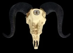Wandrelief - Widderschädel Mit Verzierungen Mittel -Figurenmodell Geschäft 2D FS25252 Wandrelief Widdersch del mit Verzierungen klein 10 1280x1280