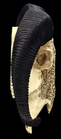 Wandrelief - Widderschädel Mit Verzierungen Mittel -Figurenmodell Geschäft 2D FS25252 Wandrelief Widdersch del mit Verzierungen klein 9 1280x1280