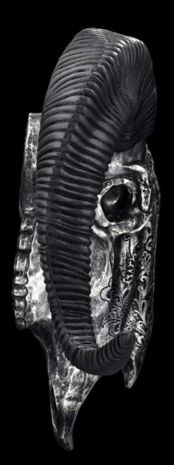 Wandrelief - Widderschädel Mit Verzierungen Groß Silber -Figurenmodell Geschäft 2D FS25254 Wandrelief Widdersch del mit Verzierungen gross silber 9 1280x1280