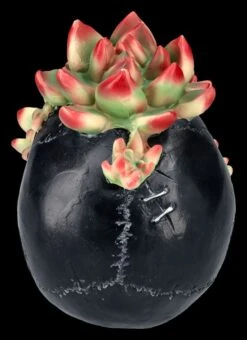 Totenkopf Figur Mit Sukkulenten 15 Totenkopf Figur Mit Sukkulenten -Figurenmodell Geschäft 2D FS25273 Totenkopf Figur mit Sukkulenten 3 1280x1280