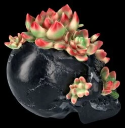 Totenkopf Figur Mit Sukkulenten 16 Totenkopf Figur Mit Sukkulenten -Figurenmodell Geschäft 2D FS25273 Totenkopf Figur mit Sukkulenten 4 1280x1280