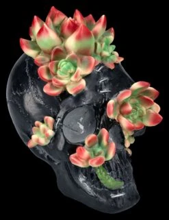 Totenkopf Figur Mit Sukkulenten 11 Totenkopf Figur Mit Sukkulenten -Figurenmodell Geschäft 2D FS25273 Totenkopf Figur mit Sukkulenten 5 1280x1280