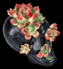 Totenkopf Figur Mit Sukkulenten 13 Totenkopf Figur Mit Sukkulenten -Figurenmodell Geschäft 2D FS25273 Totenkopf Figur mit Sukkulenten 8 1280x1280