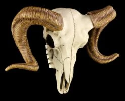 Widderschädel - Totenkopf