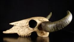 Büffelschädel -Figurenmodell Geschäft 4801 3 bueffelschaedel 3 1280x1280