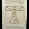 Wandrelief - Vitruvianisches Skelett -Figurenmodell Geschäft 6305 0 skeleton 1280x1280