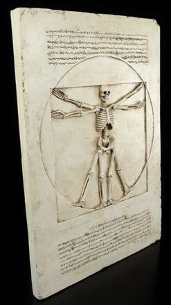 Wandrelief - Vitruvianisches Skelett -Figurenmodell Geschäft 6305 1 skeleton 1 1280x1280