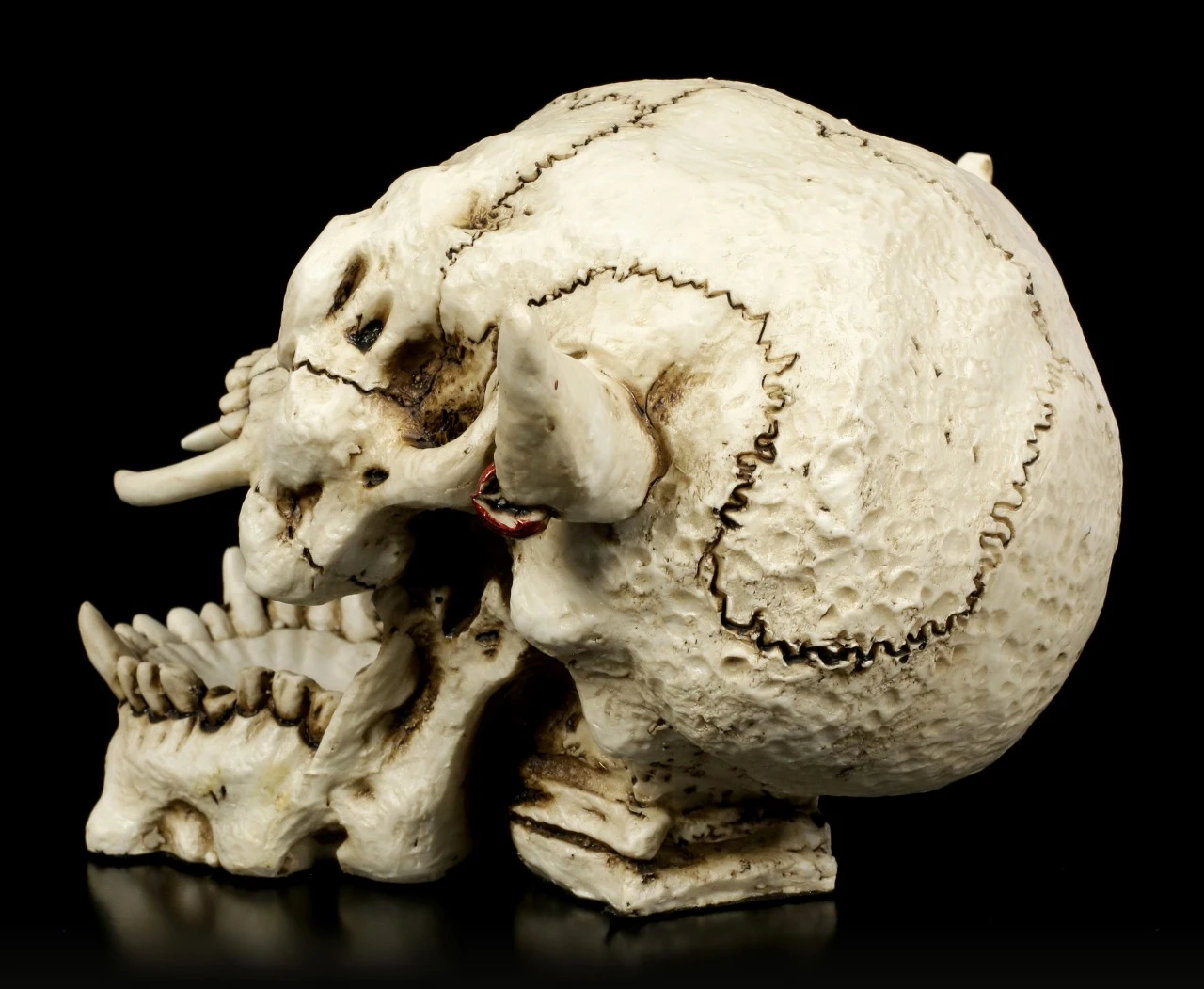 Dämonen Schädel Mit Ohrring 6 Dämonen Schädel Mit Ohrring – Bild 4