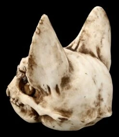 Totenkopf Katze - Bastet Schädel 10 Totenkopf Katze - Bastet Schädel -Figurenmodell Geschäft FS21095 Totenkopf Bastet 5 1280x1280