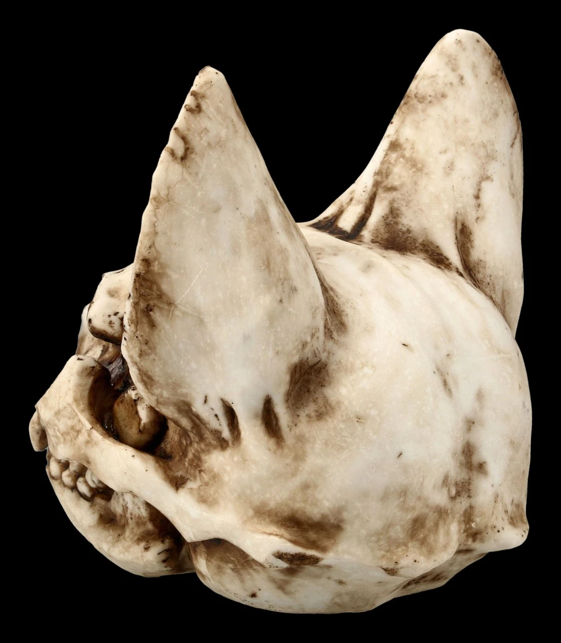 Totenkopf Katze - Bastet Schädel 6 Totenkopf Katze - Bastet Schädel – Bild 4