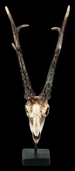 Rehbock Totenkopf Auf Metall Ständer -Figurenmodell Geschäft FS21254 Antilopen Totenkopf auf Metall Staender 2 1280x1280