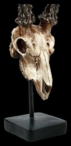 Rehbock Totenkopf Auf Metall Ständer -Figurenmodell Geschäft FS21254 Antilopen Totenkopf auf Metall Staender 8 1280x1280