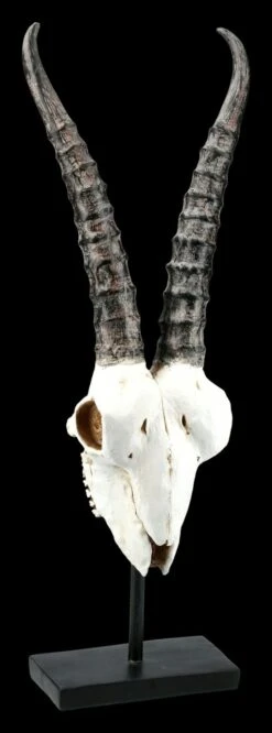 Antilopen Totenkopf Auf Metall Ständer