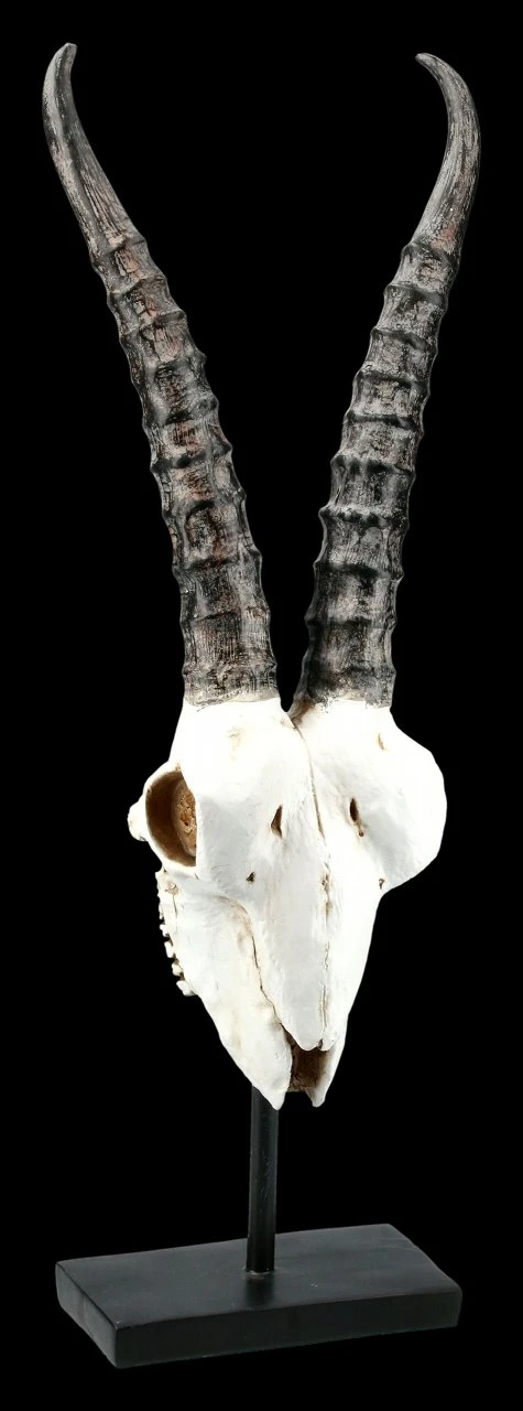 Antilopen Totenkopf Auf Metall Ständer 3 Antilopen Totenkopf Auf Metall Ständer