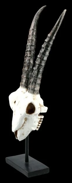 Antilopen Totenkopf Auf Metall Ständer 10 Antilopen Totenkopf Auf Metall Ständer -Figurenmodell Geschäft FS21255 Antilopen Totenkopf auf Metall Staender kurze Hoerner 3 1280x1280