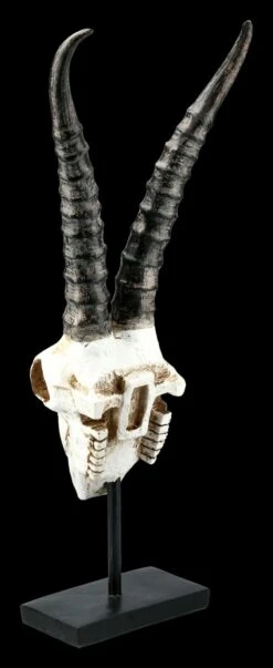 Antilopen Totenkopf Auf Metall Ständer 11 Antilopen Totenkopf Auf Metall Ständer -Figurenmodell Geschäft FS21255 Antilopen Totenkopf auf Metall Staender kurze Hoerner 5 1280x1280