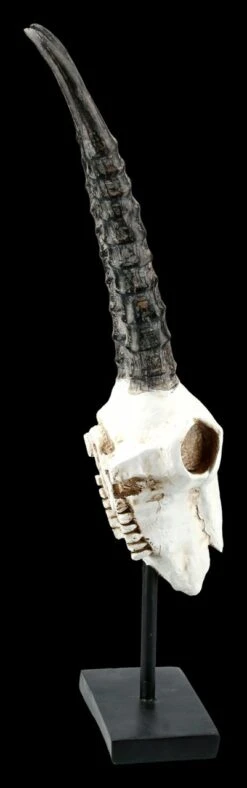 Antilopen Totenkopf Auf Metall Ständer 12 Antilopen Totenkopf Auf Metall Ständer -Figurenmodell Geschäft FS21255 Antilopen Totenkopf auf Metall Staender kurze Hoerner 8 1280x1280