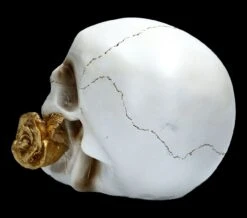 Weißer Totenkopf Mit Rose - Floral Fate 11 Weißer Totenkopf Mit Rose - Floral Fate -Figurenmodell Geschäft FS22277 Weisser Totenkopf mit Rose Floral Fate 5 1280x1280