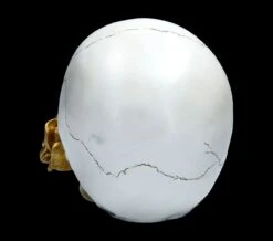 Weißer Totenkopf Mit Rose - Floral Fate 12 Weißer Totenkopf Mit Rose - Floral Fate -Figurenmodell Geschäft FS22277 Weisser Totenkopf mit Rose Floral Fate 6 1280x1280