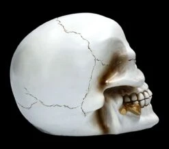 Weißer Totenkopf Mit Rose - Floral Fate 13 Weißer Totenkopf Mit Rose - Floral Fate -Figurenmodell Geschäft FS22277 Weisser Totenkopf mit Rose Floral Fate 8 1280x1280