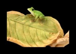 Pixie Kobold Figur - Blätter Bett 2er Set -Figurenmodell Geschäft FS24657 Pixie Kobold Figur Blatter Bett 2er 8 1280x1280