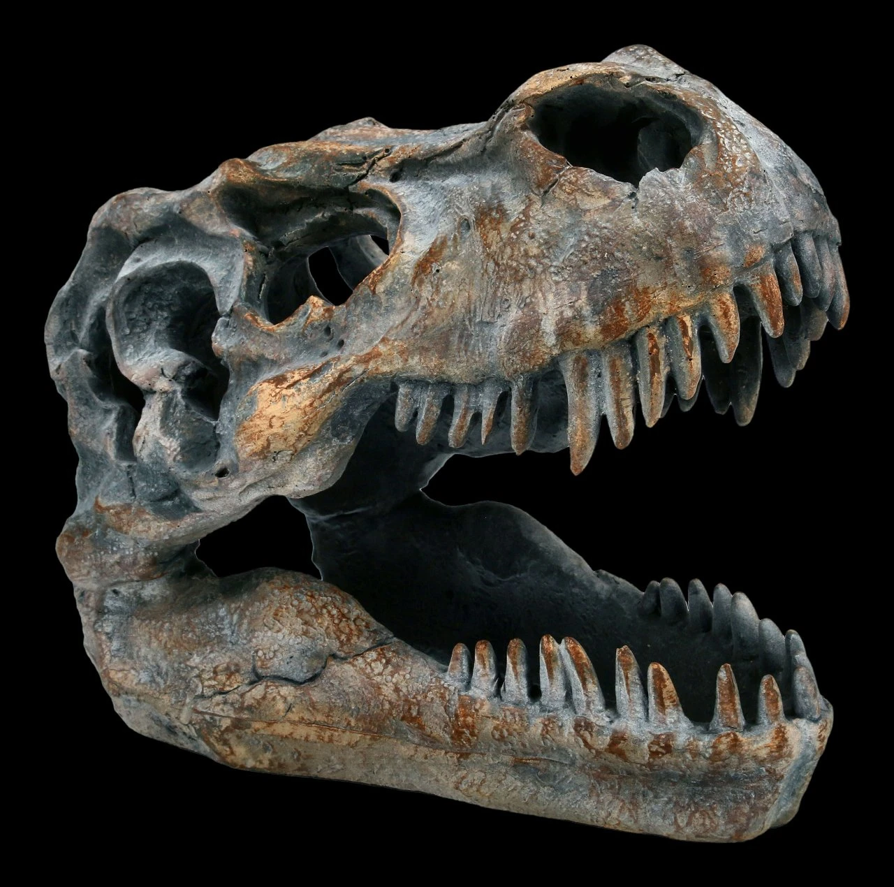Totenkopf - Tyrannosaurus Rex - Klein 3 Totenkopf - Tyrannosaurus Rex - Klein