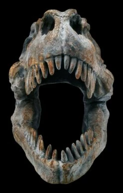 Totenkopf - Tyrannosaurus Rex - Klein 8 Totenkopf - Tyrannosaurus Rex - Klein -Figurenmodell Geschäft ML12402 Totenkopf Tyrannosaurus Rex klein 2 1280x1280