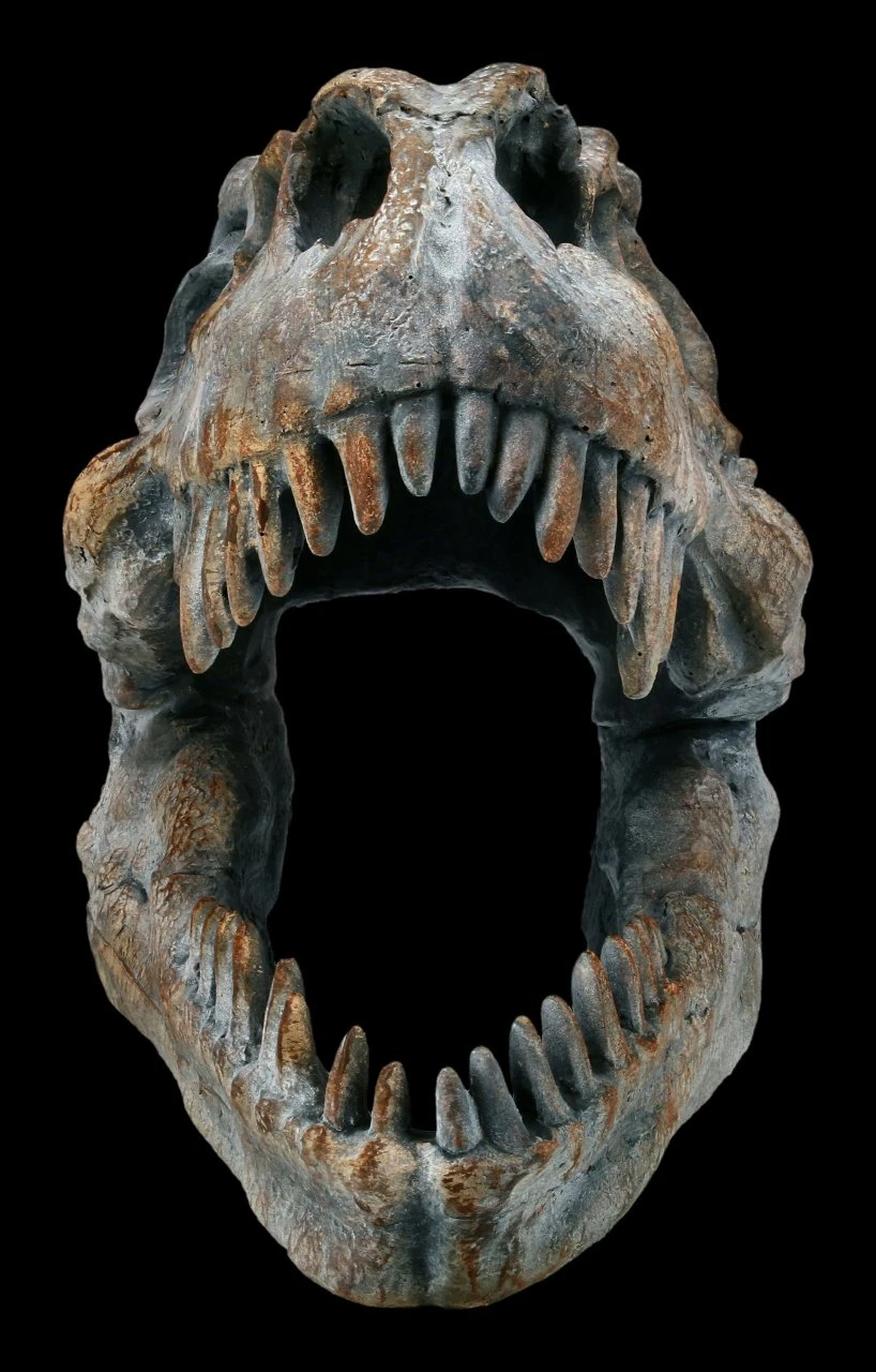 Totenkopf - Tyrannosaurus Rex - Klein 4 Totenkopf - Tyrannosaurus Rex - Klein – Bild 2