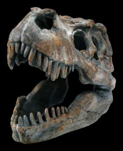 Totenkopf - Tyrannosaurus Rex - Klein 9 Totenkopf - Tyrannosaurus Rex - Klein -Figurenmodell Geschäft ML12402 Totenkopf Tyrannosaurus Rex klein 3 1280x1280