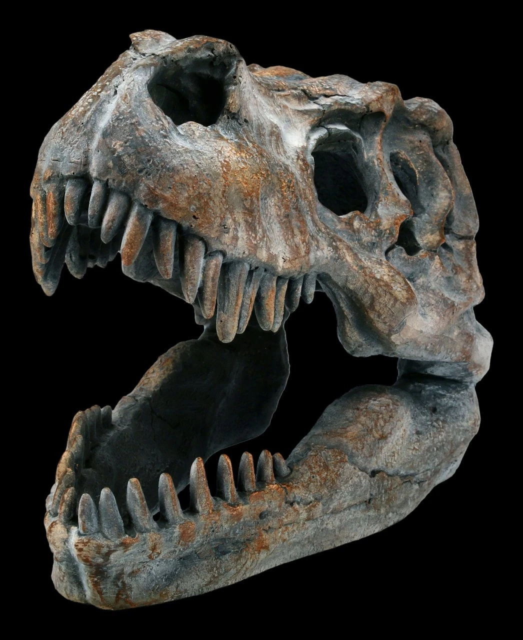 Totenkopf - Tyrannosaurus Rex - Klein 5 Totenkopf - Tyrannosaurus Rex - Klein – Bild 3