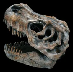 Totenkopf - Tyrannosaurus Rex - Klein 10 Totenkopf - Tyrannosaurus Rex - Klein -Figurenmodell Geschäft ML12402 Totenkopf Tyrannosaurus Rex klein 5 1280x1280