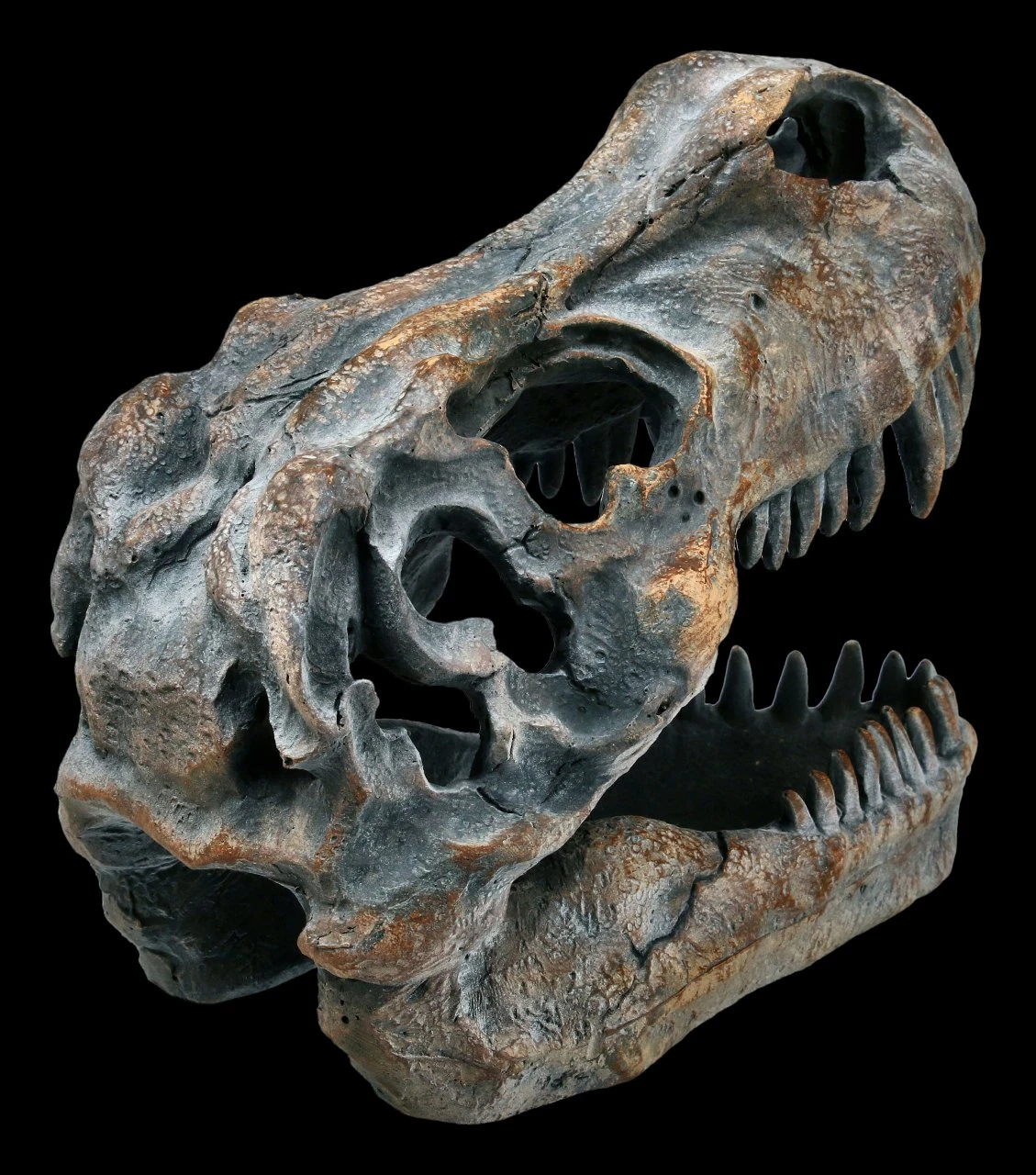 Totenkopf - Tyrannosaurus Rex - Klein 7 Totenkopf - Tyrannosaurus Rex - Klein – Bild 5